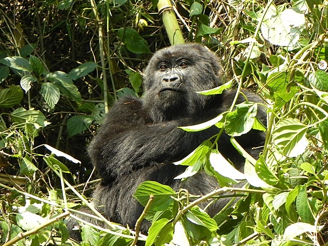 [Rwanda_Gorillas%2520%25288%2529%255B2%255D.jpg]