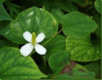 Houttuynia_cordata Houttuynia_cordata