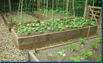 Raised%20beds%20for%20easy%20vegetable%20gardeningFW550