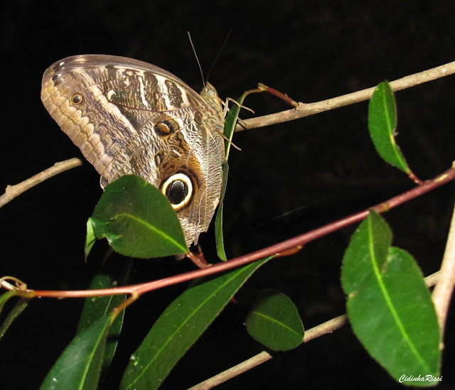 Caligo illioneus illioneus (CRAMER, 1775). Rive du Rio Teles Pires, município de Nova Canaã do Norte (Mato Grosso, Brésil), 11 juin 2011. Photo : Cidinha Rissi
