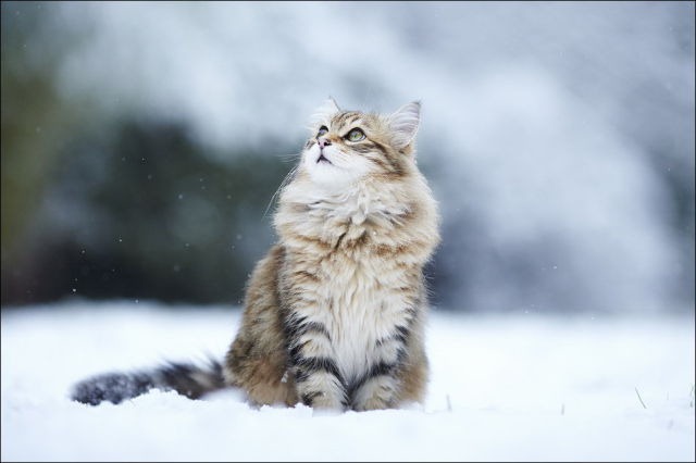 [cats-play-snow-9%255B2%255D.jpg]
