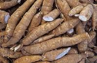 Yuca or Cassava