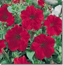 petunia_hurrah_red_22