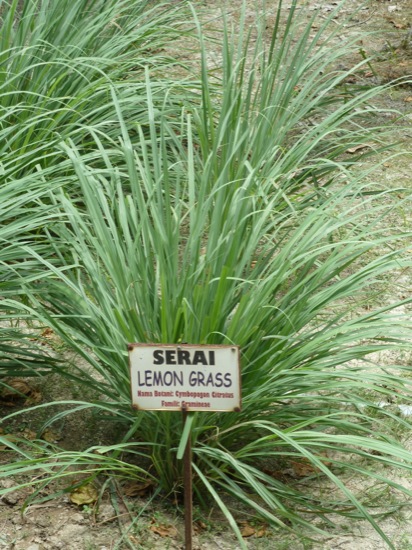 P1050152.jpg Lemon Grass