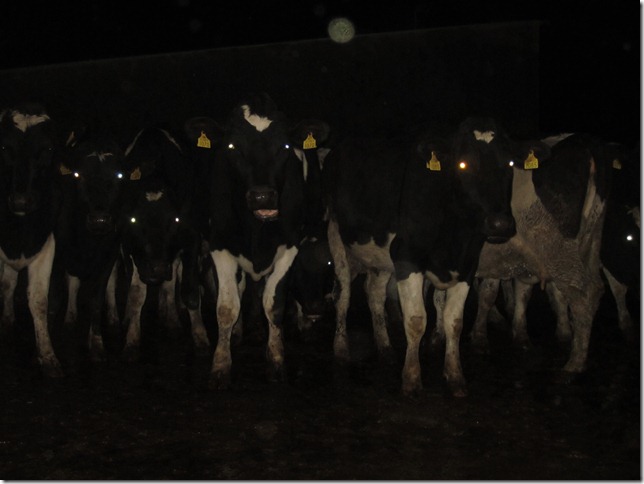 milkin cows 033