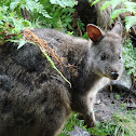 Tasmanian Pademelon