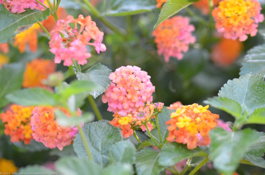 [Lantana%25201%255B4%255D.jpg]
