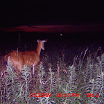 nichols deer 060.JPG