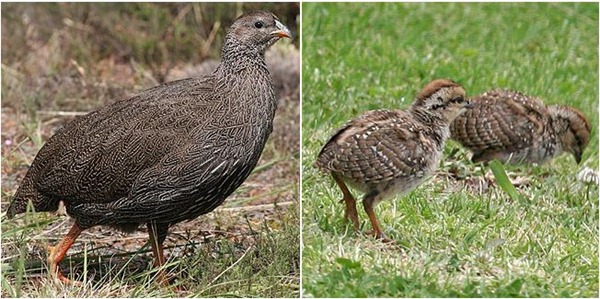 francolin2