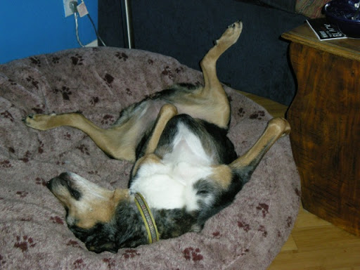 Zelda's favorite sleeping position- dead bug Zelda's favorite sleeping position- dead bug
