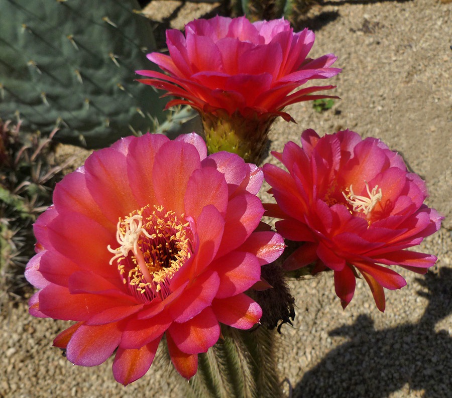 [111001_succulent_gardens_125%255B4%255D.jpg]