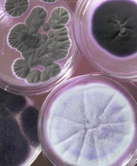 [Microbial%2520Classification%255B5%255D.jpg]
