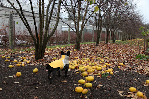 Sharkey, don't get too excited by what you're seeing.  This fruit is called quince.