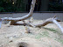 National Zoo in August