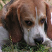 1024-beagle-28.jpg