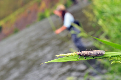 Picture from Lower Deschutes