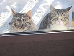 snowstorm 1.20.2012 Muffy and Jr peeking into the kitchen