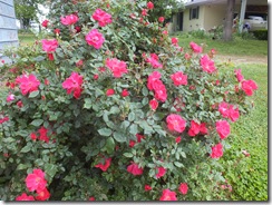 DSCF0618 DSCF0618