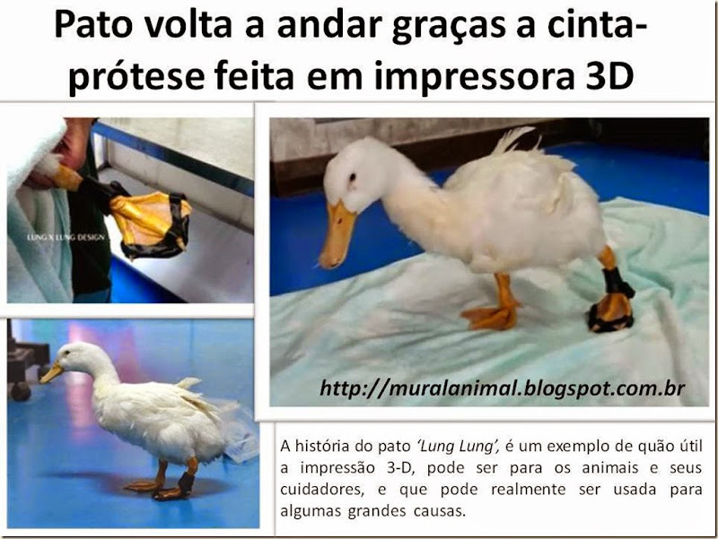 pato-cinta-protese