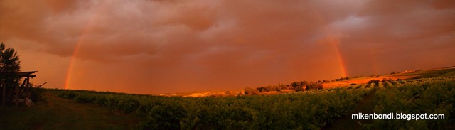 Rainbow over the vineyards