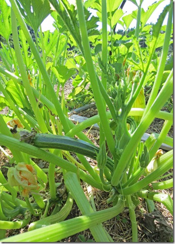 Costata Romanesco squash
