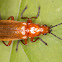 Beetle