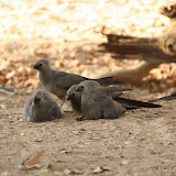 Grey Go-away-bird (Corythaixoides concolor)
