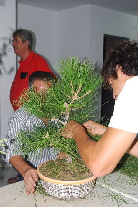 Pinus thunbergii de Juan Ingnacio López