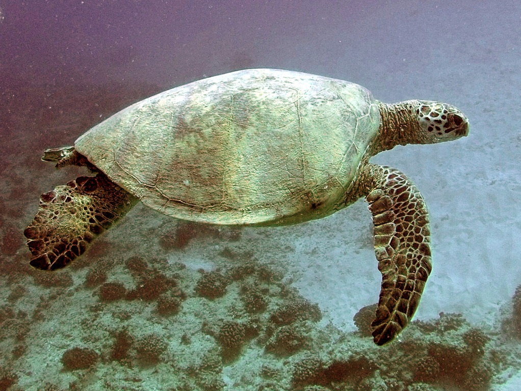 [turtle1%255B3%255D.jpg]