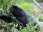 glacier_national_park_-_2009