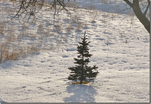 snow 009