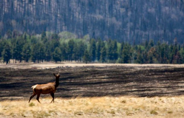 A lone elk makes her way through unburned grassland in the foreground, with burned grassland behind her and burned forest on the mountain in the background near Crescent Lake, in Show Low, Ariz. The elements are coming together to create dangerous fire conditions in southern and southeastern Arizona. The biggest wildfire in state history is closing in on a half million acres burned. AP Photo / The Arizona Republic / Tom Tingle