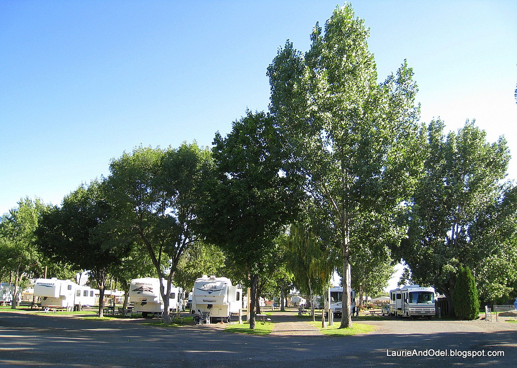 [Rows-and-Trees3.jpg]