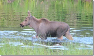Moose # 6-7-8   45.5Mi.Pond 8-3-2011 8-43-38 PM 2653x1580