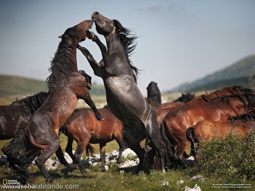 wallpapers national geographic desbaratinando (28) wallpapers national geographic desbaratinando (28)
