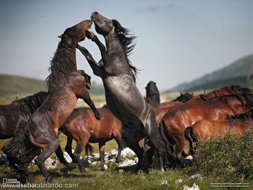 wallpapers national geographic desbaratinando  (28)