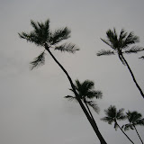 Palm Trees on a Cloudy Day