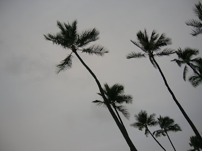 Palm Trees on a Cloudy Day