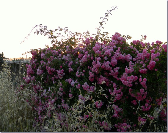 DSCN5094 DSCN5094