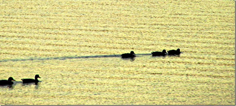 A - lake, 5 ducks A - lake, 5 ducks
