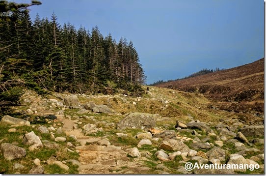 Floresta de Donard, Newcastle - Irlanda do Norte 3 Floresta de Donard, Newcastle - Irlanda do Norte 3