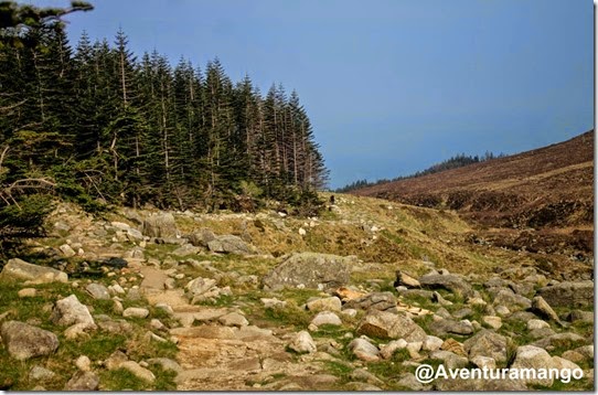 Floresta de Donard, Newcastle - Irlanda do Norte 3