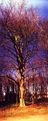 The-Trees-16---XPRO