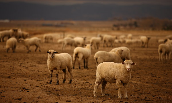 Lambs at the Mountain View Lamb Feeders feedlot in Eaton, Colorado. Many ranchers are cutting their flocks and selling at a loss, due to the ongoing, ruinous drought and anti-competitive prive manipulation. Matthew Staver for The New York Times