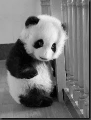 animal-black-and-white-cute-panda-Favim.com-1416743