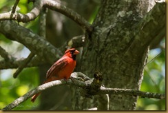 Northern Cardinal - Cardinalis cardinalis cardinalis