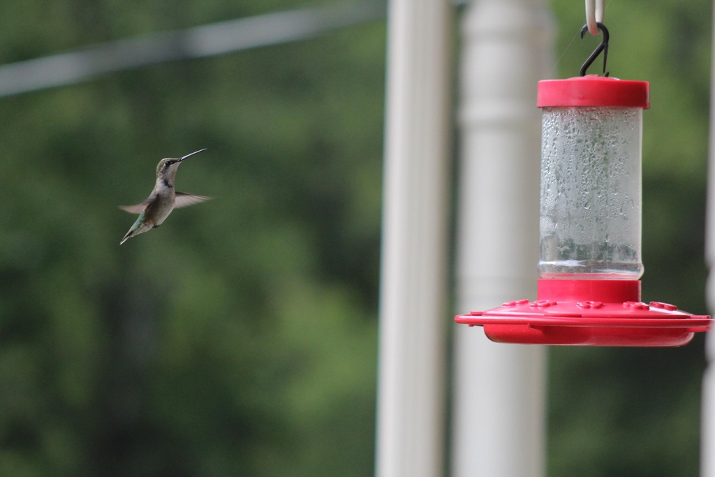 [hummingbird%255B4%255D.jpg]