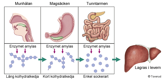 kolhydrater i kroppen kolhydrater i kroppen