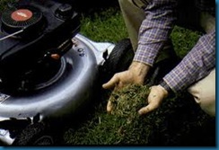 grass clippings grass clippings