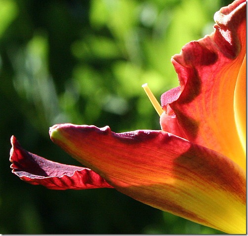 garden-daylily-ed-m-sun-aug08 garden-daylily-ed-m-sun-aug08